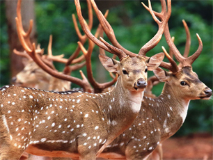 Spotted Deer