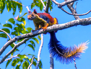 Giant Squirrel