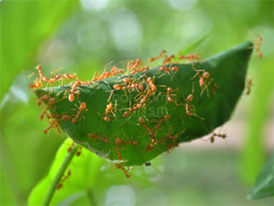 Local Food - Kurkut [Red Ant]