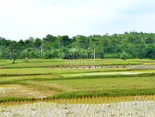 Paddy Field
