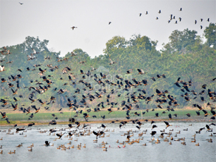 Migrating Birds @ Jhilli Lake