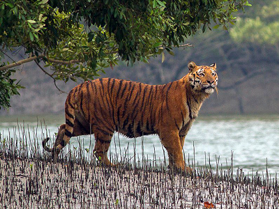 Kolkata - Sundarbans