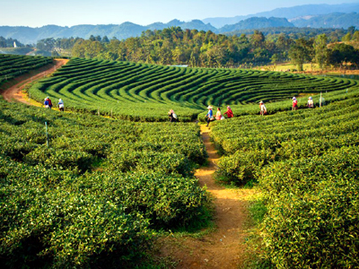 The Himalayan Trails